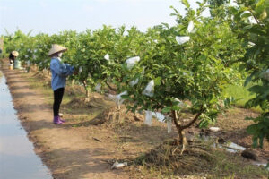 Gạch thông gió – Giải pháp trang trí hoàn hảo cho không gian sống hiện đại