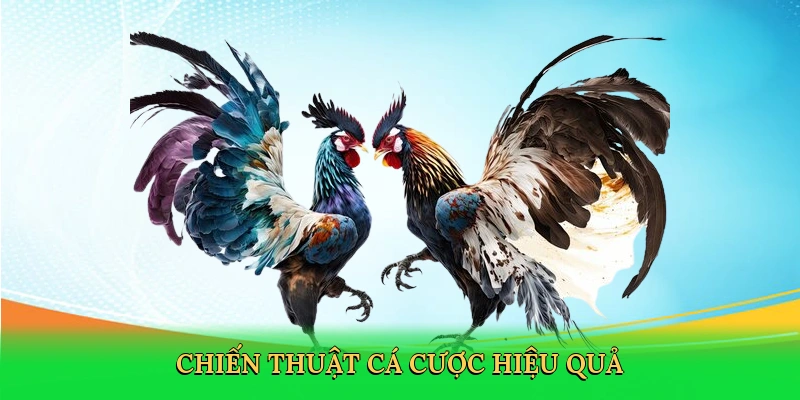 Đá Gà Cựa Dao: Thám Hiểm Đấu Trường Số Mãnh Liệt Tại RED88