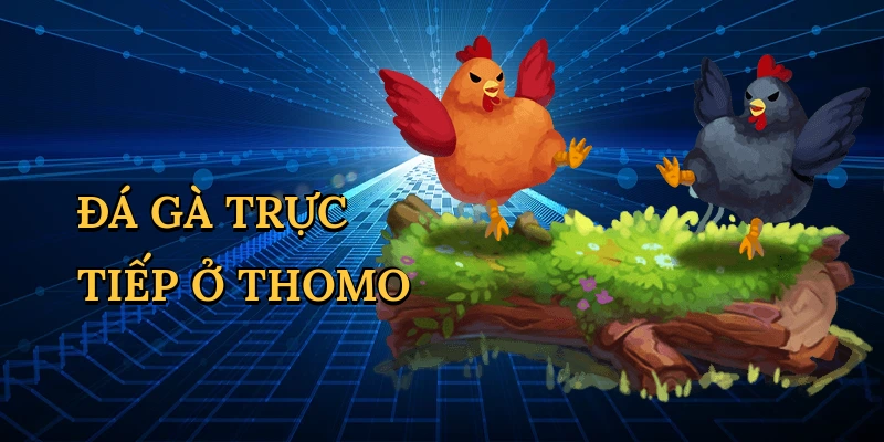 Đá gà trực tiếp ở Thomo
