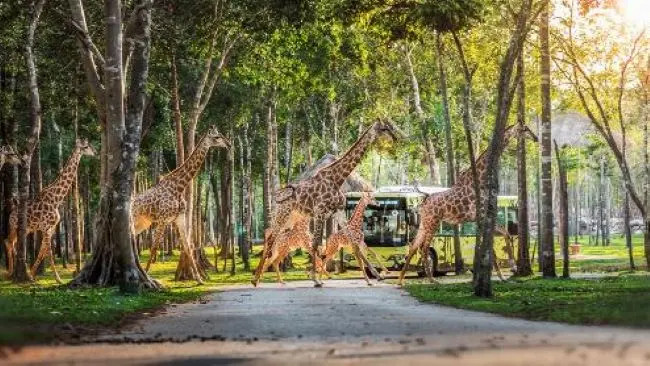 Kỳ nghỉ âm nhạc đa trải nghiệm với chi phí “siêu hợp lý” tại Phú Quốc
