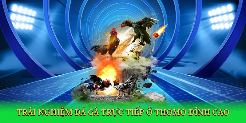 Đá Gà Trực Tiếp Ở Thomo 98win – Cá Cược Kịch Tính