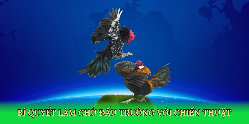 Bí quyết làm chủ đấu trường với chiến thuật huấn luyện chiến kê