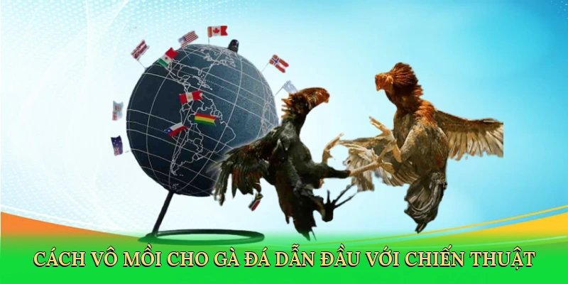 Cách vô mồi cho gà đá dẫn đầu với chiến thuật chuẩn bị chiến kê
